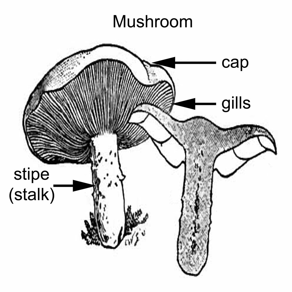 \"Mushroom